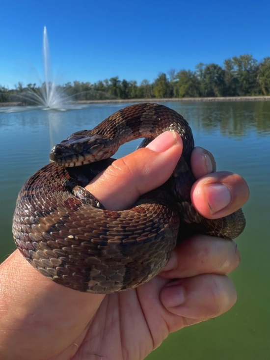 Midland Water Snake